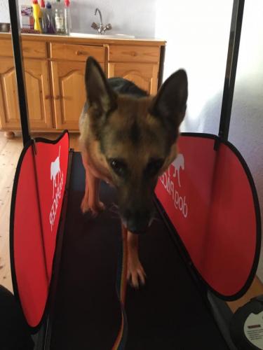 K9hundefitness06