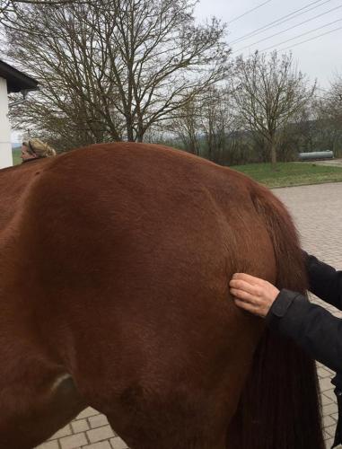 Physiotraining für Pferde